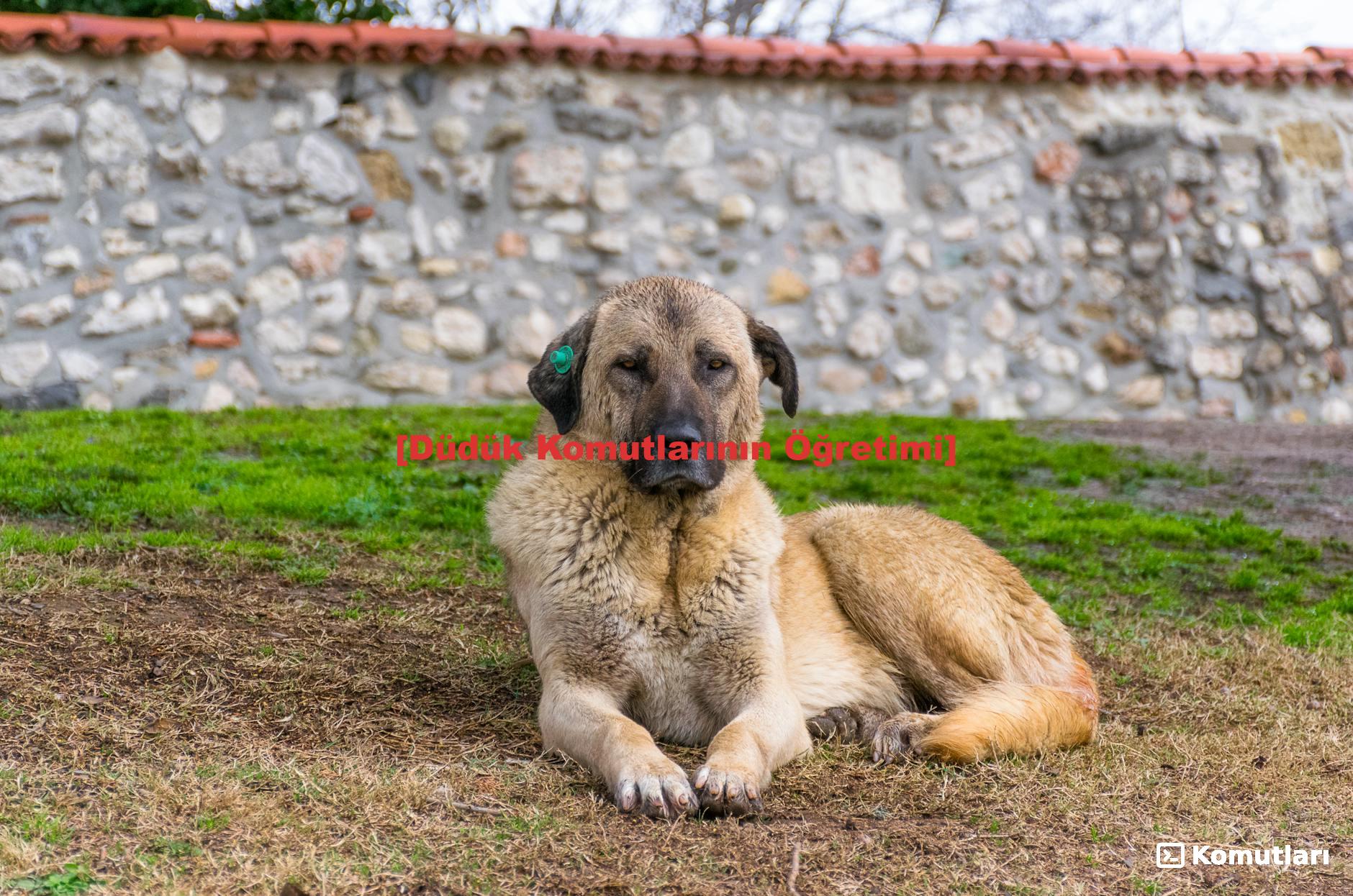 [Düdük Komutlarının Öğretimi]