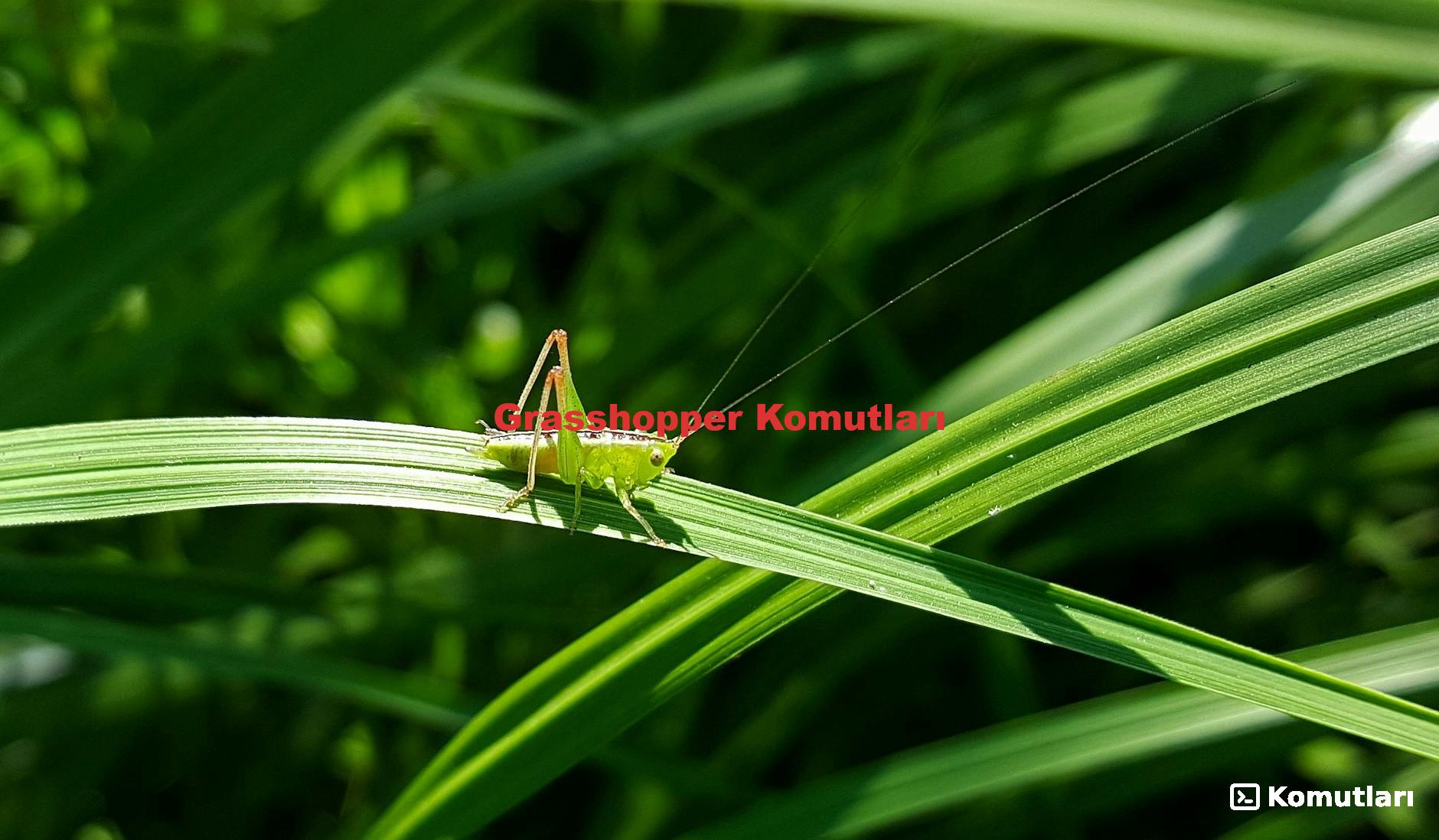 Grasshopper Komutları