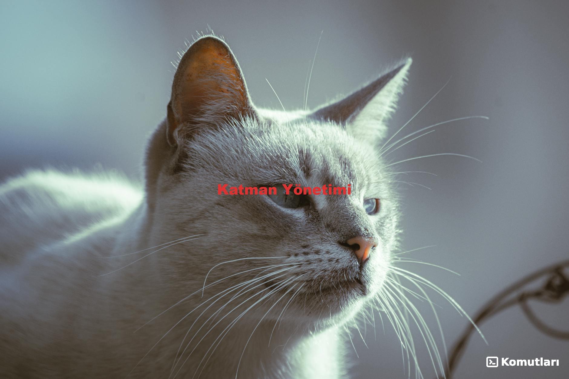 Katman Yönetimi