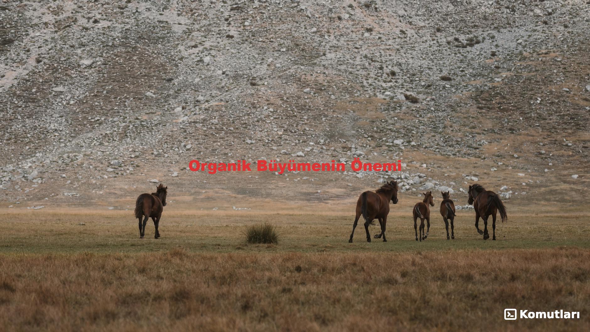 Organik Büyümenin Önemi